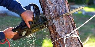 How Our Tree Care Process Works  in Chebanse, IL